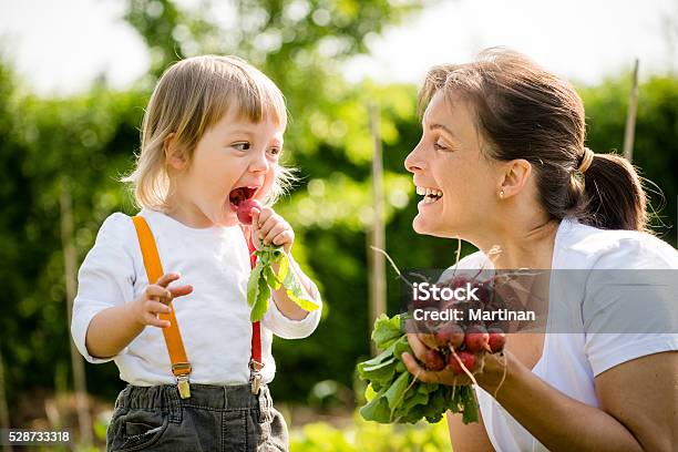 Fresh Radishes Are Delicious Stock Photo - Download Image Now - Child, Vegetable Garden, Vegetable