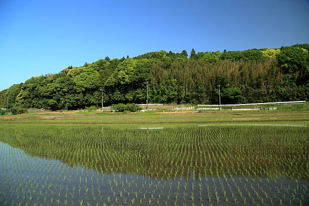 istock The landscape of Satoyama. 528733368