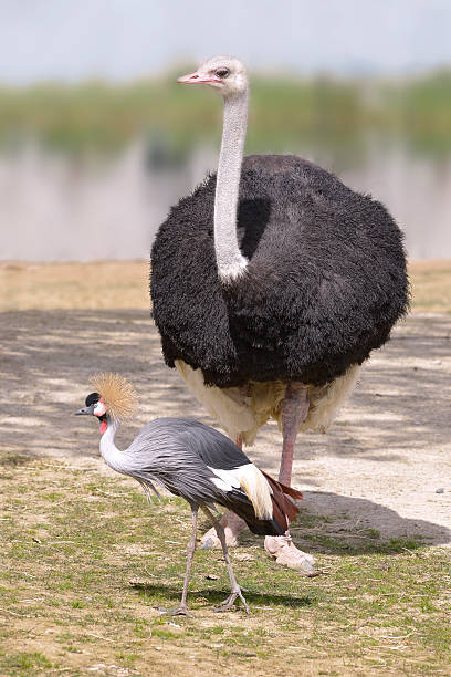 istock Ostrich and Black Crowned Crane 528735102