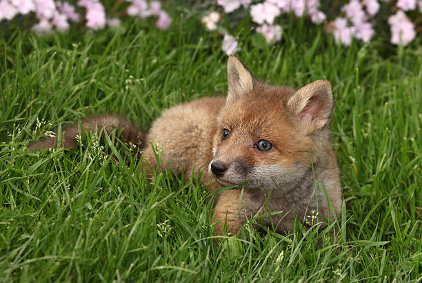 istock Little fox kit is playing outdoor 528735290