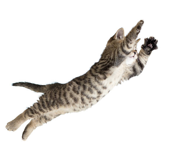 Flying or jumping kitten cat isolated Flying or jumping kitten cat isolated on white cat jumping stock pictures, royalty-free photos & images