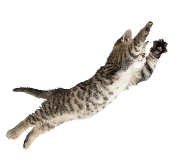 Photo of Flying or jumping kitten cat isolated