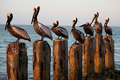 Seven Pelicans on Seven Wood Posts