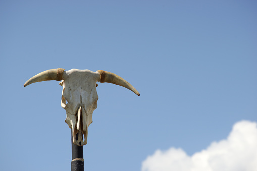 Skull of a bull on a modern pole and blue sky