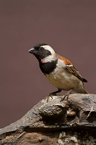 Male Cape Sparrow perched on rock stock photo