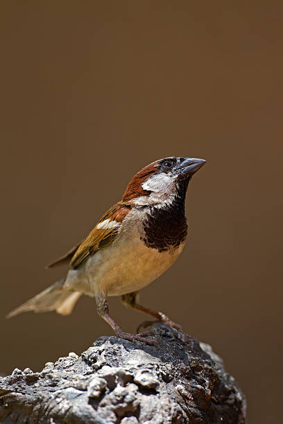 istock Male House Sparrow perched on rock 528738809
