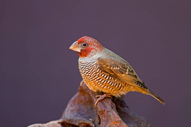 istock Male Red-Headed Finch perched on rock 528738811