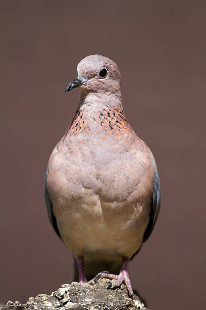 Laughing dove perched on rock stock photo