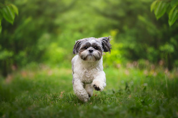 bonito shih tzu garota correndo - shih tzu cute animal canine - fotografias e filmes do acervo