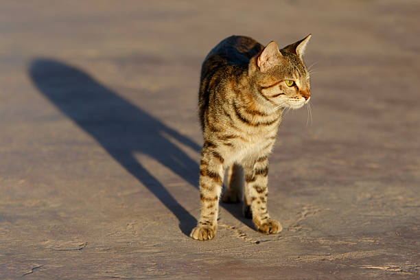 gatto e la sua ombra - sapience foto e immagini stock