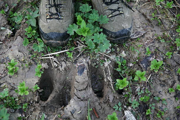 istock On the trail of the beast 528740233