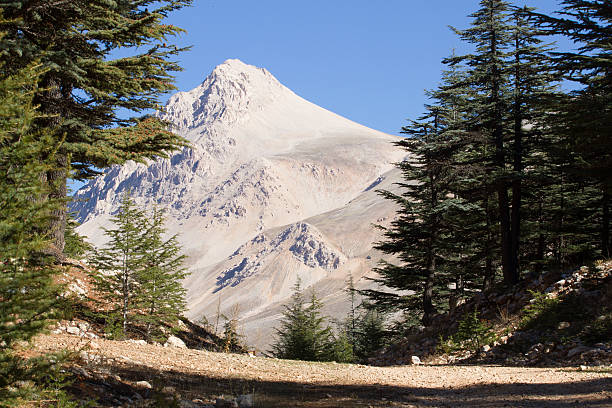 istock Lebanese cedar tree in the forest peak mountains 528740578