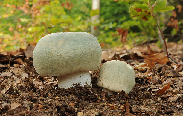 russula virescens 머시룸 - virescens 뉴스 사진 이미지