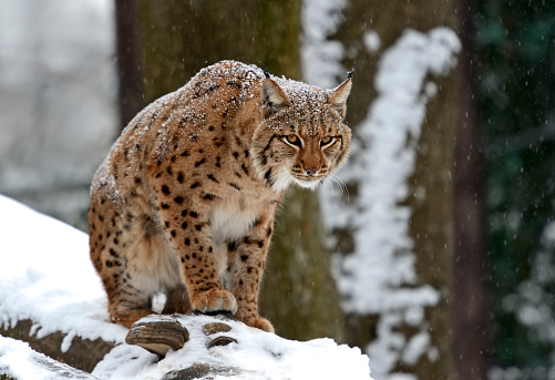 Wild Lynx in the winter forestWild Lynx in the winter forestAutumn mountain landscape in the highlands in the Carpathians