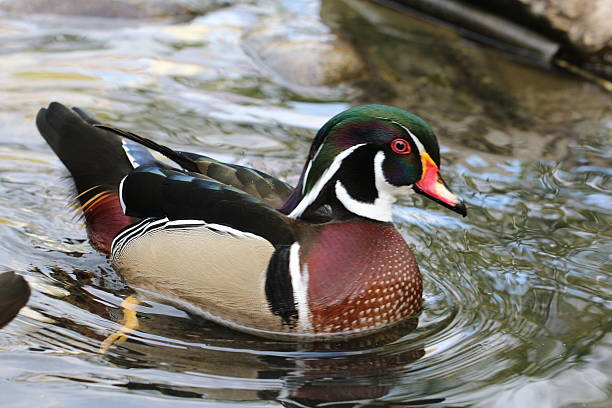 istock Male wood duck 528741975