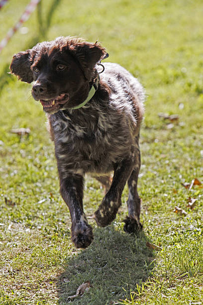 perro cazador en un perro raza - hundesport fotografías e imágenes de stock