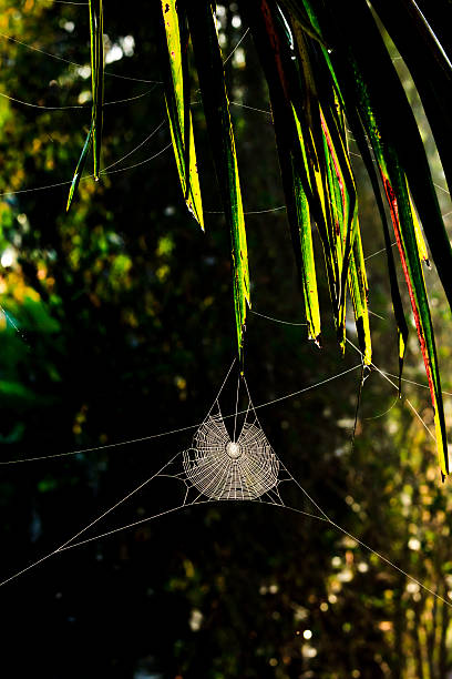 Kula wstęg Argiope pająk netto w światło słoneczne – zdjęcie