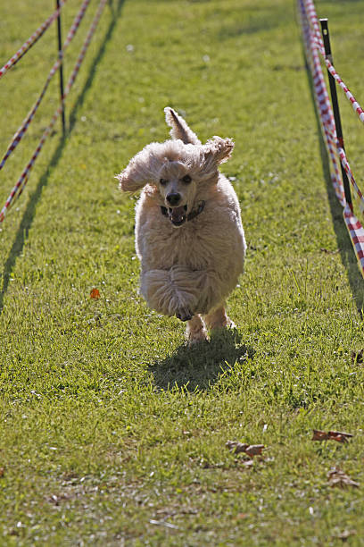 blanco caniche en una raza de perro - hundesport fotografías e imágenes de stock