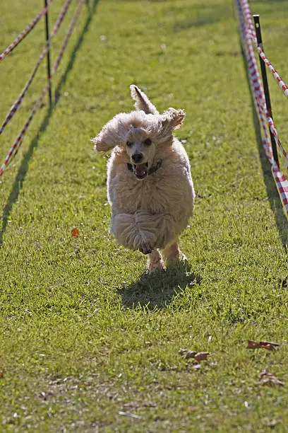 White Poodle in a dog race