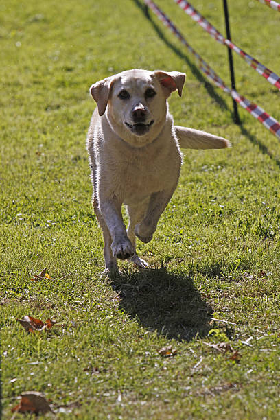 istock Retriever in a dog race 528742221