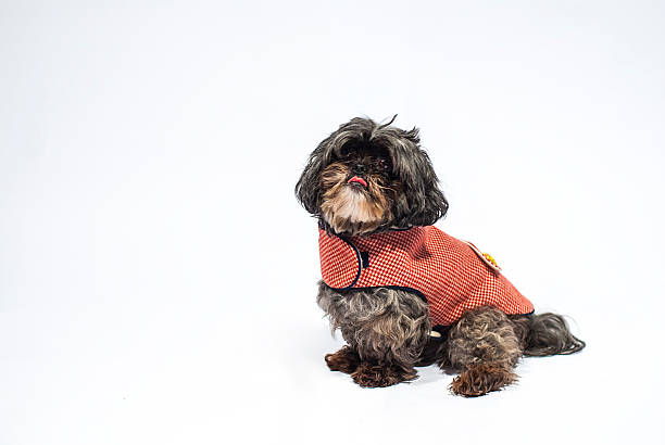 istock Shih Tzu Wearing red 528742405