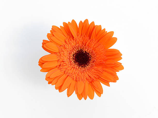 orange chrysanthemums em vaso branco - city of china texas - fotografias e filmes do acervo