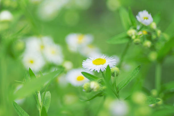 istock camomiles in green grass 528743417