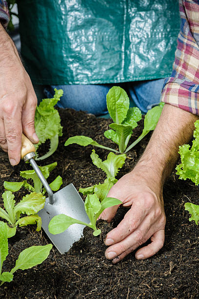 istock Farmer planting young seedlings 528743913