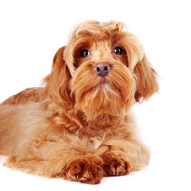 istock Portrait of a red decorative dog. 528744301