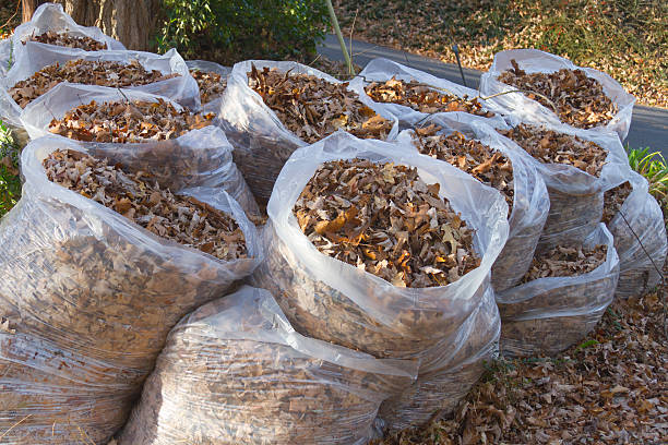 istock Autumn Leaves in Trash Bags 528744499