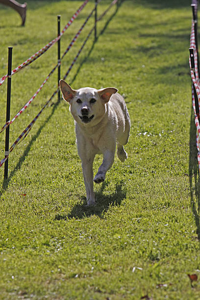 istock Retriever in a dog race 528744623