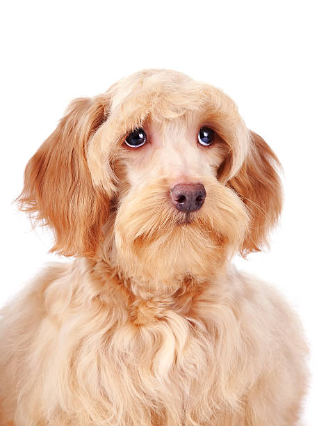 istock Portrait of a decorative beige fluffy dog 528744907