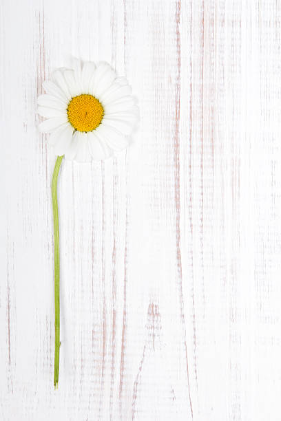 istock daisy flower on white wooden background 528744921