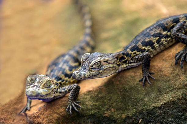 istock closeup baby Crocodile 528745555