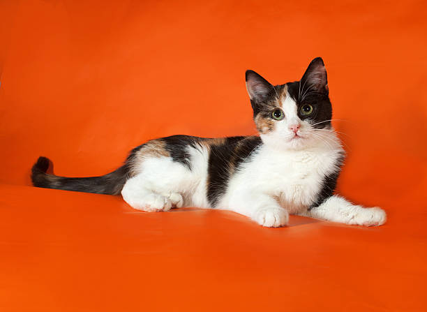 istock Tricolor fluffy kitten lying on orange 528762047