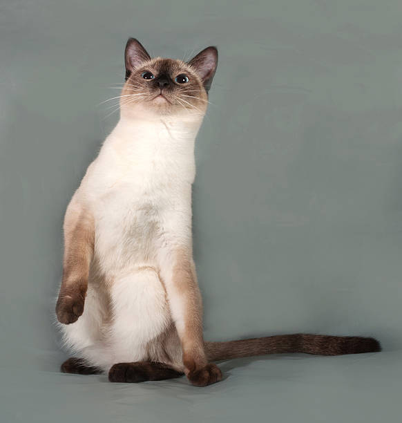 istock Thai cat with blue eyes sitting on gray 528762385