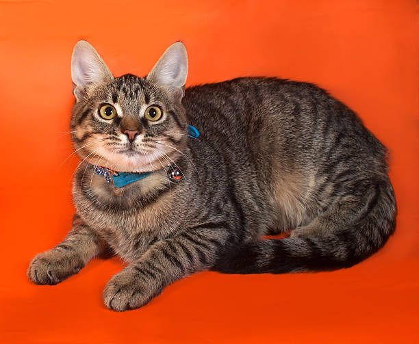 istock Tabby kitten with yellow eyes in blue collar 528762899