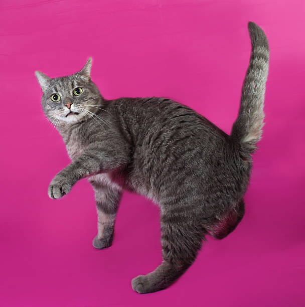 istock Striped gray cat standing on pink 528763183