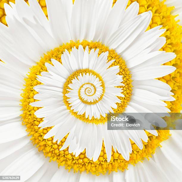 Chamomile Flower Infinity Spiral Stock Photo - Download Image Now - Backgrounds, Close-up, Curled Up