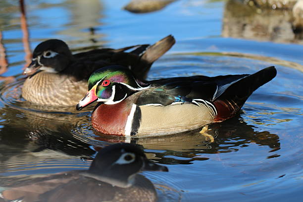 istock Male and Female Wood Duck 528764347