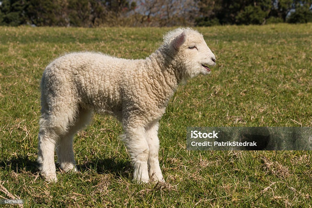 bleating little lamb Animal Stock Photo