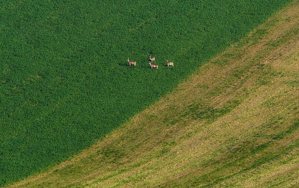 istock Moravian landscape with the roes 528766017