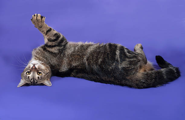 istock Striped cat p;aying on lilac 528767289