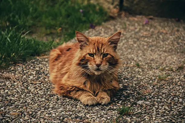 Photo of Garfield, is that you?