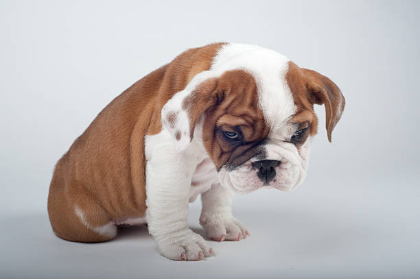 Grumpy Bulldog Puppy stock photo
