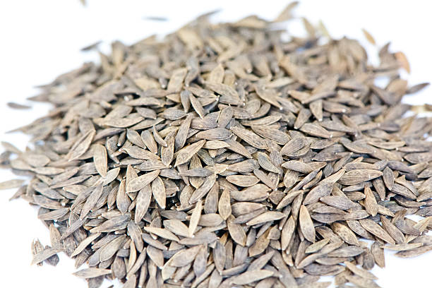 istock Close up of lettuce seeds 528768597
