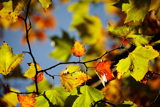 istock Colorful autumn leaves 528775383