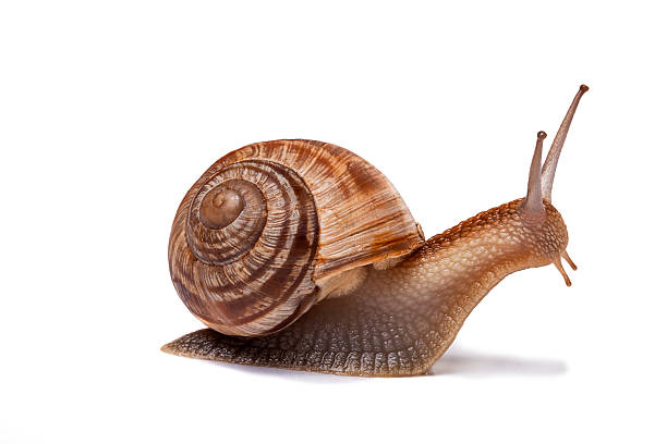 caracol aislado en blanco - caracol fotografías e imágenes de stock