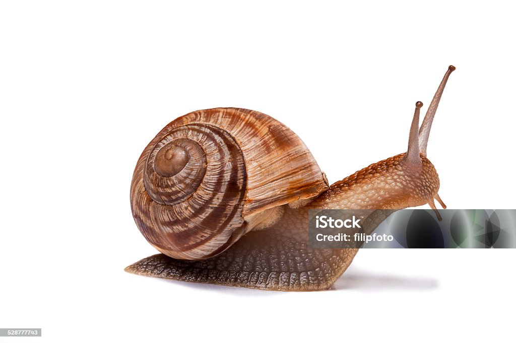 Snail isolated on white Snail Stock Photo