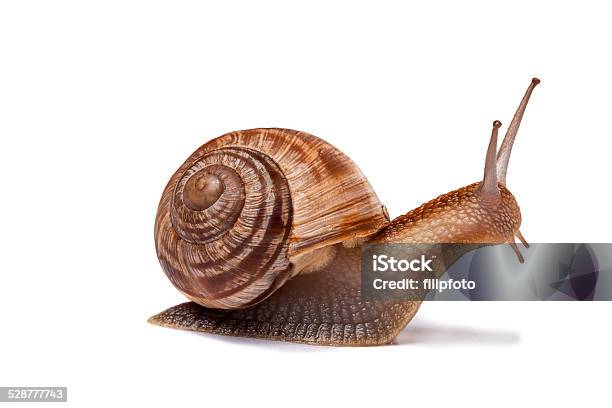 Snail Isolated On White Stock Photo - Download Image Now - Snail, White Background, Gastropod